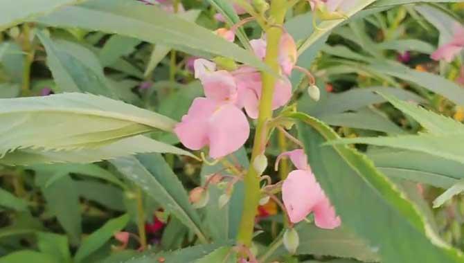 凤仙花种子怎么种植？(凤仙花种子怎么种植方法)